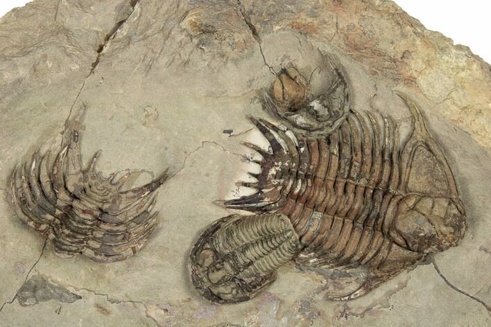 Ordovician Foulonia Trilobite With Euloma - Fezouata Formation #190953